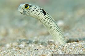 Spotted Garden Eel Salt Water Fish Sea Creatures Animal Photo