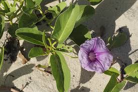 Image result for Ipomoea pes-caprae