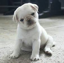 Pin By Almasi Aniko On Pug Pug Puppies Puppies Cute Puppies