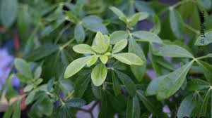 Verwandte artikel mehr vom autor. Immergrune Laubgeholze