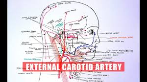 The brachiocephalic artery or trunk is the first and largest artery that branches to form the right common carotid artery and the right subclavian artery. Anatomy Tutorial External Carotid Artery Branches Youtube