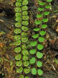 Image result for Asplenium holstii
