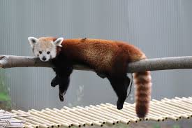 Let us know what's wrong with this preview of red panda by alma ray. John Ball Zoo Hosting International Red Panda Day Saturday September 21st West Michigan Tourist Association