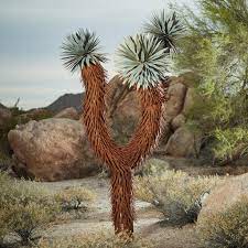 Joshua Tree Three Arm In 2021 Unique Trees Joshua Tree Landscape