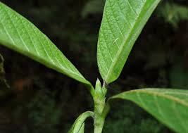 Image result for Bertiera