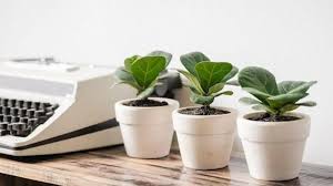 Cây bàng Singapore