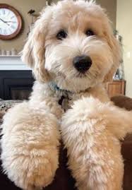 She was born and raised in our home and is the daughter of our standard poodle pippi. Doodle Mania