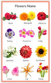 The list of flowers includes many popular flowers with pictures and names. Free Printable Flowers Name Chart All Flowers Name Flower Names Flower Printable