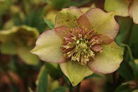 Rsultat de recherche d'images pour "je suis reste dans le jardin"