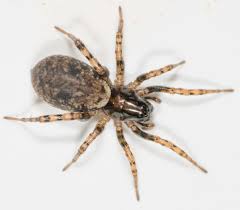 One of nz's larger spiders. Vagrant Spiders Genus Uliodon Inaturalist Nz