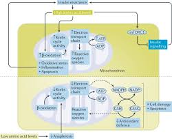 Therapeutic uses, warning and precautions, interactions, directions for use, side effects and storage. Amino Acids Lifesaver Or Killer In Patients With Diabetes Nature Reviews Endocrinology