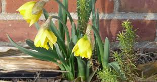 Image result for Aristea angolensis