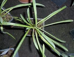 Image result for Ledebouria floribunda