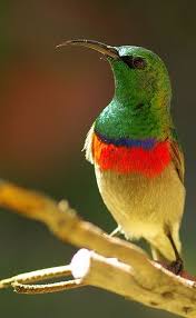 Identification Small Birds Of South Africa Botswana Bird Identification Southern Double Collared Sunbird Aves Belas Passaros Bonitos Animais Do Brasil