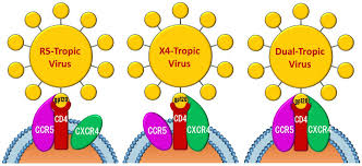The incubation of the human primary target cells with either of the three molecules therefore resulted. Molecules Free Full Text Ccr5 Cxcr4 Dual Antagonism For The Improvement Of Hiv Infection Therapy Html