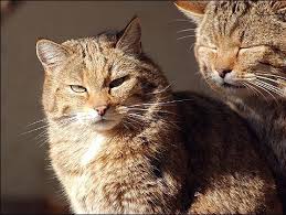 le chat sauvage d europe le chat sauvage chats sauvages chat