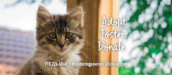 Choose an animal you'd like to adopt. Thundering Paws Pet Adoption Center Inc Home Facebook