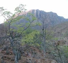 Image result for Aeollanthus neglectus