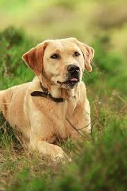 Labrador Hair Loss Looking For Labradorearmites Labradorrescuesoutheastandcentral Labradordognames Labrador Retriever Labrador Labrador Dog