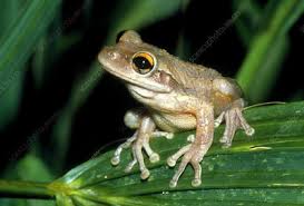 Image result for Hylebates cordatus