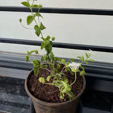 Image result for Lantana rugosa