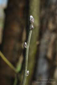 Image result for Thesium wilczekianum