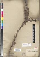 Image result for Gymnosporia arbutifolia