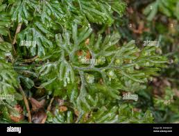 Image result for Hymenophyllaceae