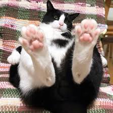 Kiss Dem Cute Animals Cat Paws Cute Cats