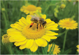 Hours may change under current circumstances Renewable Energy From Wildflowers Perennial Wild Plant Mixtures As A Social Ecologically Sustainable Biomass Supply System Cossel 2020 Advanced Sustainable Systems Wiley Online Library