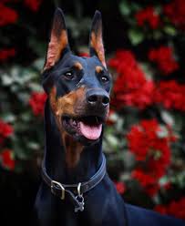 Pin On Dobermann