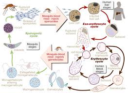 Bekijk alle prachtige designs en kies je favoriete posters. Developmental Genomics Of The Most Dangerous Animal Pnas