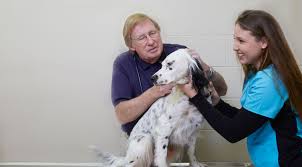 See bbb rating, reviews, complaints, & more. Veterinarian Animal Hospital Clear Lake City Bay Area Houston Pet Care