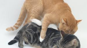 It really alters their behavior. Reasons Why A Neutered Cat Humps And How To Stop It