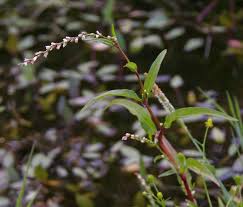 Image result for Persicaria hystricula