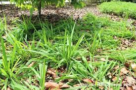 Image result for Eleutherine bulbosa