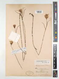 Image result for Pleiotaxis argentea