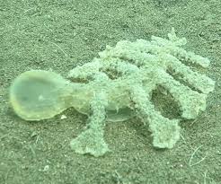 And while sheep normally live on land, these cuties live in the ocean around japan, indonesia, and the philippine islands. The Leaf Sheep Looks Like A Walking Plant