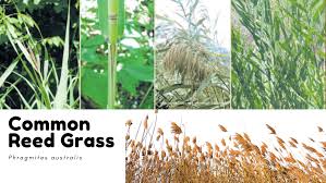 Image result for Phragmites