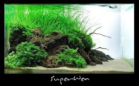 Corner Aquascape Google Search Aquascape Aquarium Aquascape Planted Aquarium