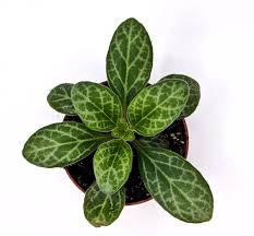 Image result for Priva curtisiae