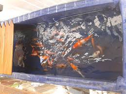 Kolam Ikan Berbahan Kain Terpal Bikinan Sendiri