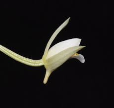 Image result for Eulophia hians