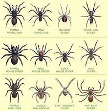 free spider identification chart freebies garden spider