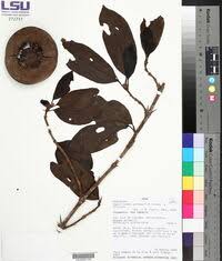 Image result for Afrocanthium salubenii