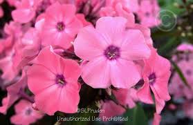 Glam up your garden with the addition of new colors of coral creme drop™ phlox plant. Photo Of The Bloom Of Garden Phlox Phlox Paniculata First Editions Coral Creme Drop Posted By Daylilyslp Garden Org