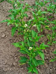 Image result for Capsicum annuum