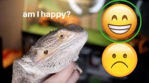 Thus, always keep a fresh bowl of water at their disposal. How To Know If Your Bearded Dragon Is Happy Youtube