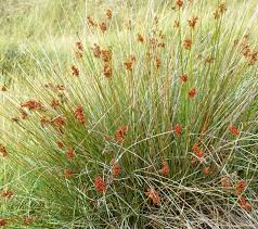 Image result for Juncus punctorius