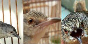 13 cara jitu membedakan ciblek anakan jantan dan betina. Mengenal Keluarga Ciblek Prinia Diindonesia Kaskus
